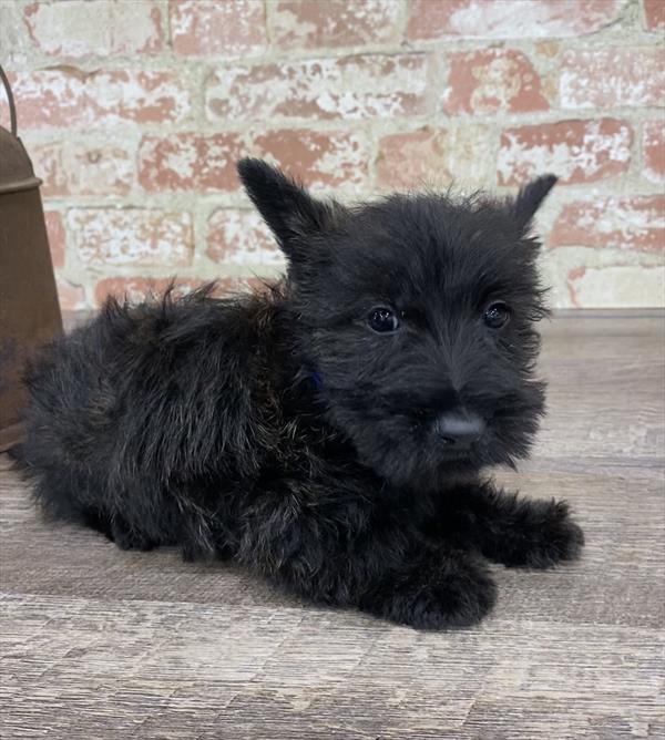 Scottish Terrier-DOG-Male-Black-5300-Petland Monroeville, PA