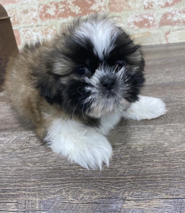 Shih Tzu-DOG-Male-Gold / White-5301-Petland Monroeville, PA