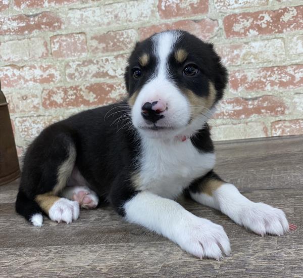 Border Collie-DOG-Male-Black White / Tan-5302-Petland Monroeville, PA