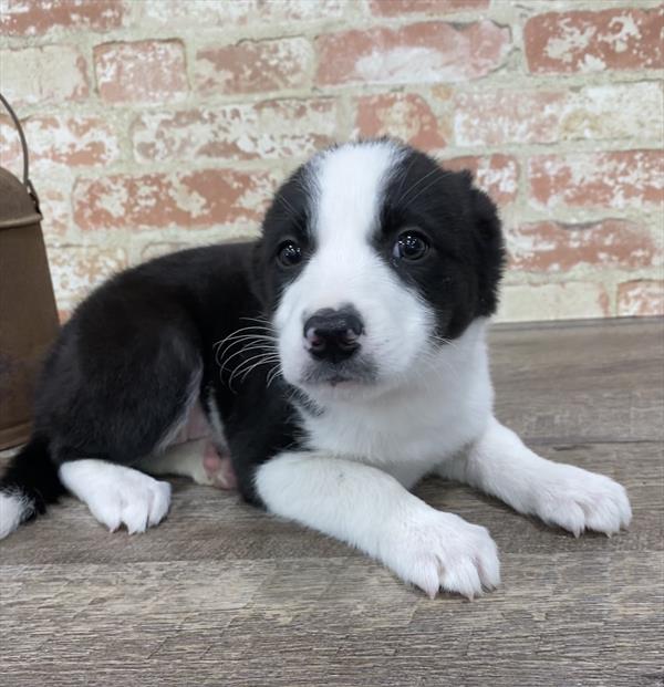 Border Collie-DOG-Female-Black / White-5303-Petland Monroeville, PA