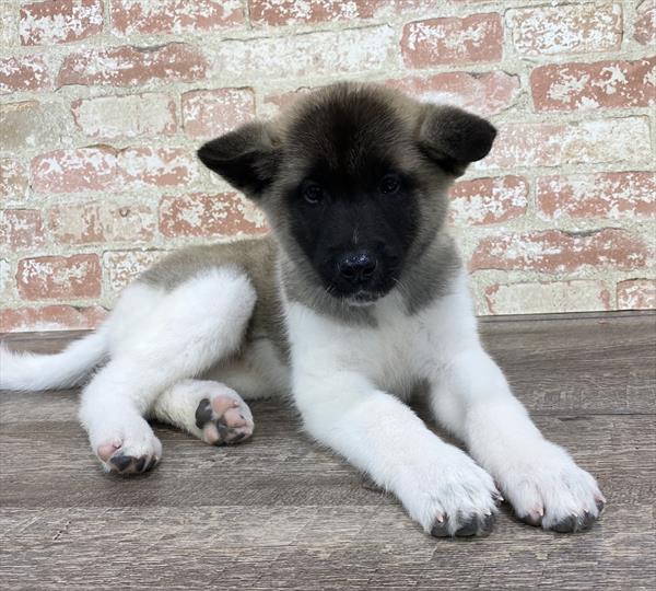 Akita-DOG-Male-Fawn-5304-Petland Monroeville, PA