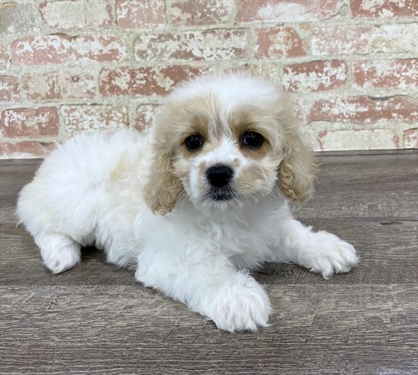 Cockapoo-DOG-Female-Buff-5305-Petland Monroeville, PA