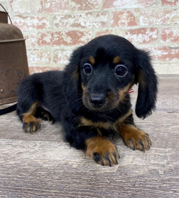 Dachshund-DOG-Male-Black / Tan-5306-Petland Monroeville, PA