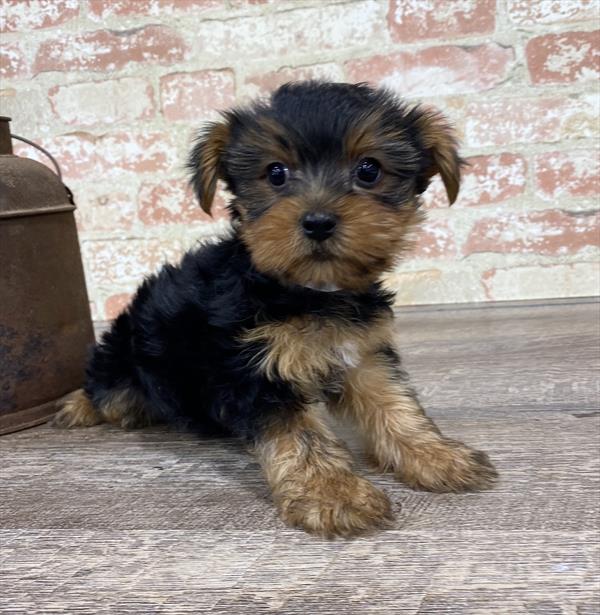 Yorkie-DOG-Male-Black / Tan-5307-Petland Monroeville, PA