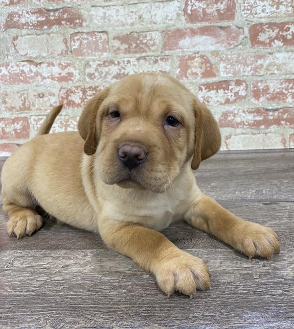 Sharpeagle-DOG-Male-Red-5308-Petland Monroeville, PA