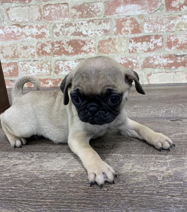 Pug-DOG-Female-Fawn-5309-Petland Monroeville, PA