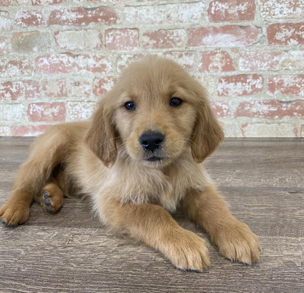 Golden Retriever-DOG-Male-Golden-5310-Petland Monroeville, PA
