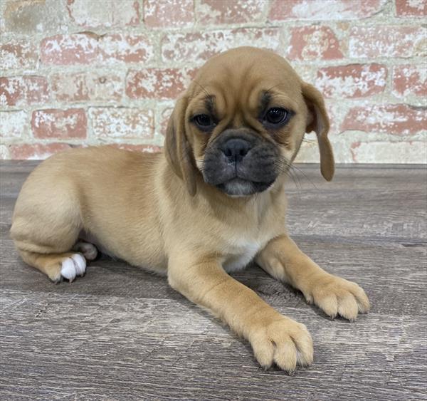 Puggle-DOG-Female-Fawn-5311-Petland Monroeville, PA