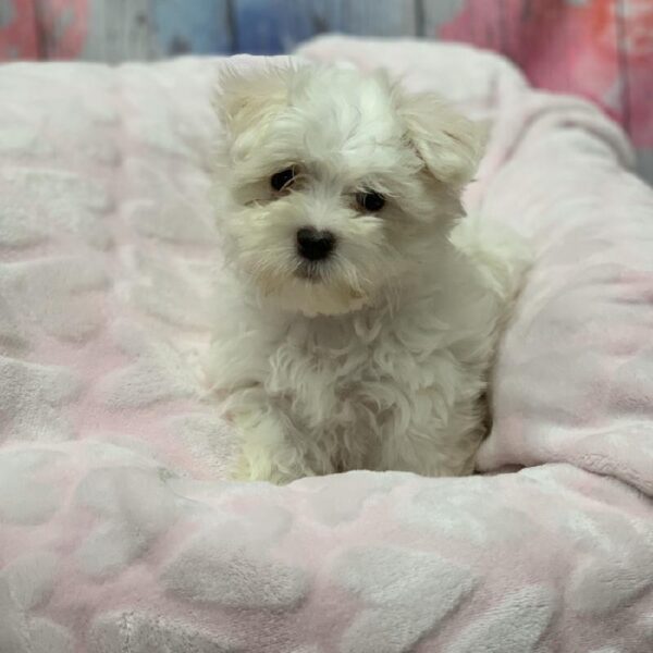 Maltese-DOG-Female-White-5340-Petland Monroeville, PA
