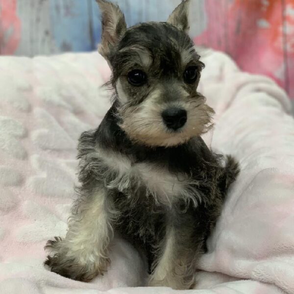 Mini Schnauzer-DOG-Female-Salt and Pepper-5341-Petland Monroeville, PA