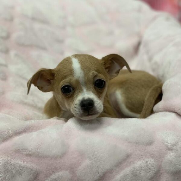 Chihuahua-DOG-Male-Fawn and White-5338-Petland Monroeville, PA
