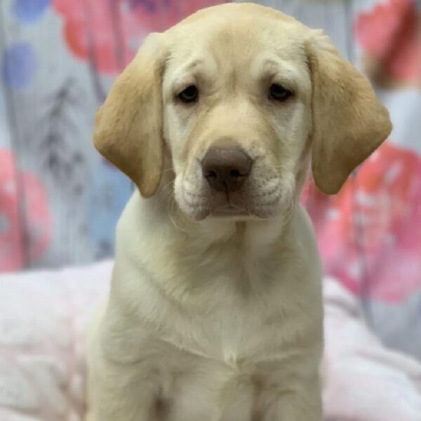 Labrador Retriever-DOG-Male-Yellow-5339-Petland Monroeville, PA