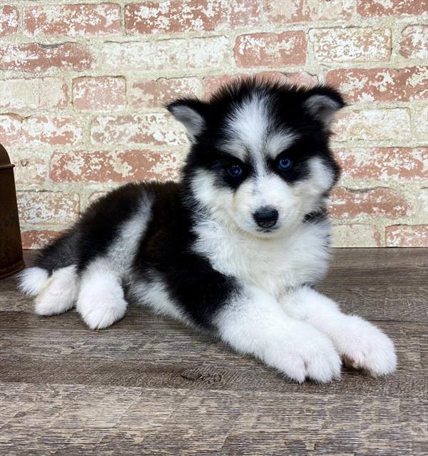 Siberian Husky-DOG-Male-Black / White-5343-Petland Monroeville, PA