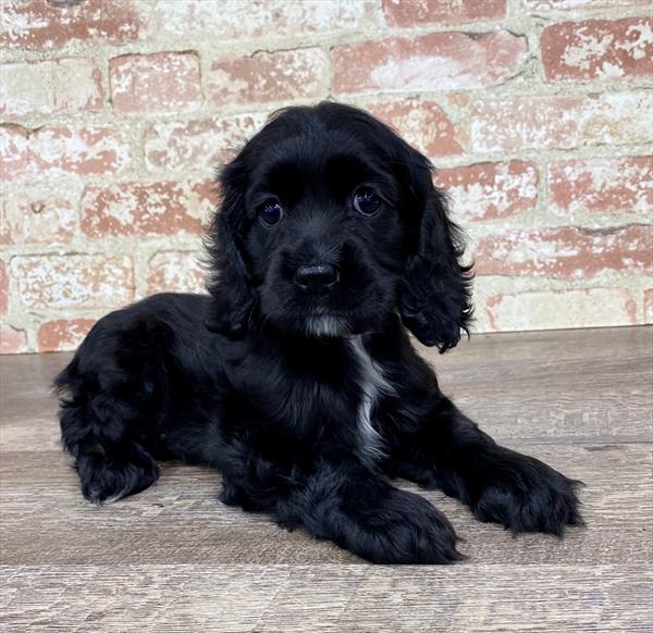 Cocker Spaniel-DOG-Female-Black-5344-Petland Monroeville, PA