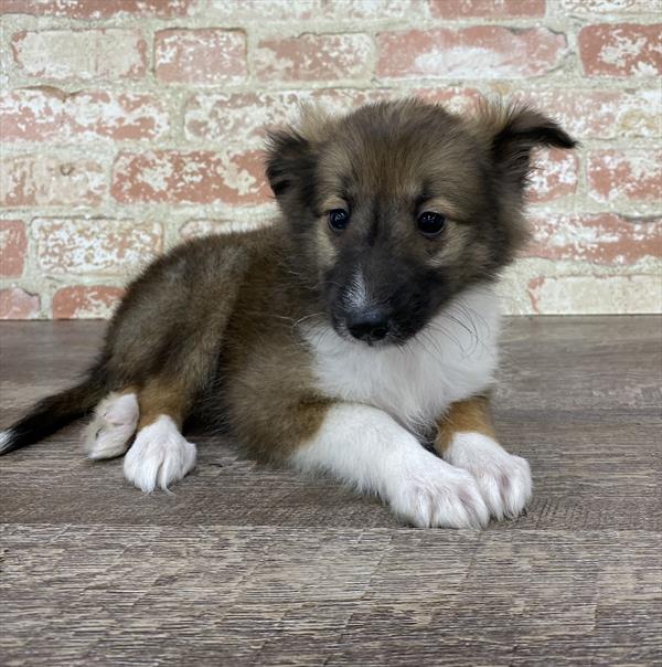 Sheltie-DOG-Female-Sable / White-5345-Petland Monroeville, PA
