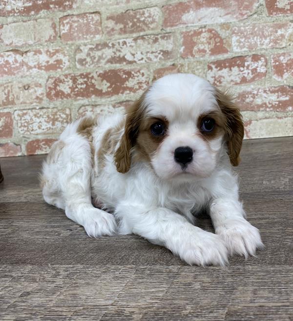 Cavalier King Charles Spaniel-DOG-Female-Blenheim-5346-Petland Monroeville, PA