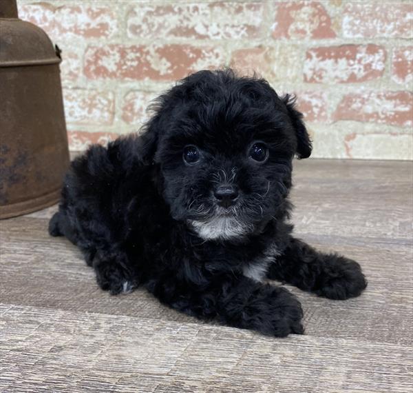 Poodle-DOG-Female-Black-5347-Petland Monroeville, PA