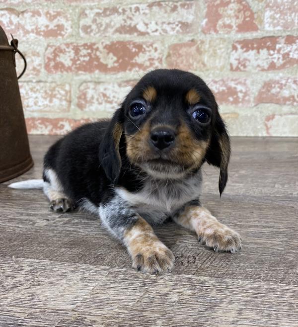 Beagle-DOG-Male-Black White / Tan-5348-Petland Monroeville, PA