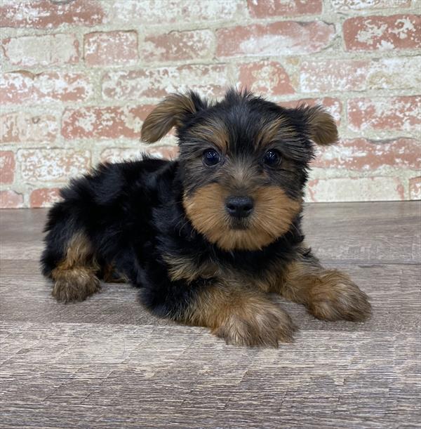 Yorkie-DOG-Male-Black / Tan-5350-Petland Monroeville, PA