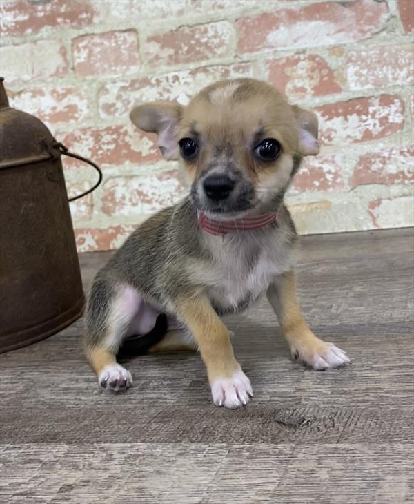 Chihuahua-DOG-Female-Black Sabled Fawn-5351-Petland Monroeville, PA