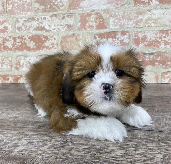 Cavatzu-DOG-Male-Gold / White-5352-Petland Monroeville, PA