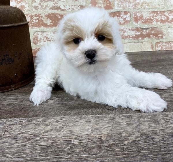 Cockapoo-DOG-Female-Buff / White-5353-Petland Monroeville, PA