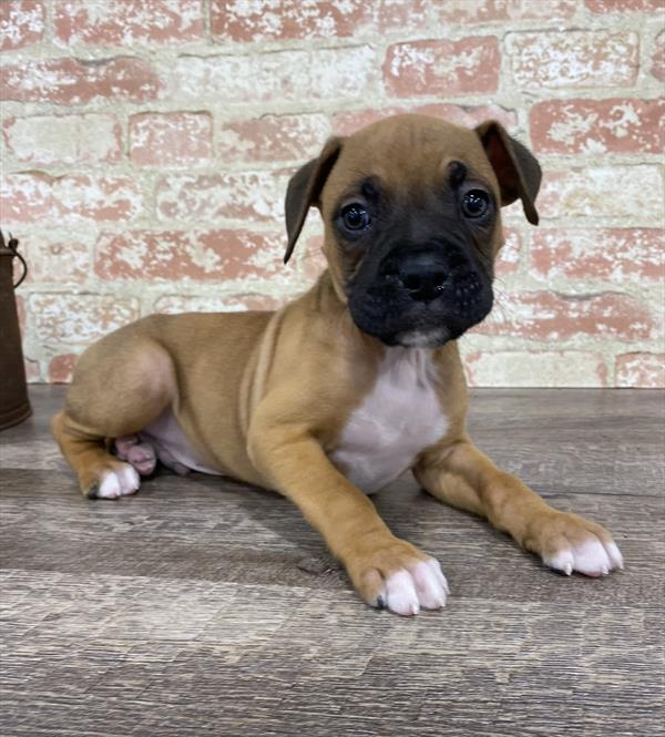 Boxer-DOG-Male-Fawn-5354-Petland Monroeville, PA