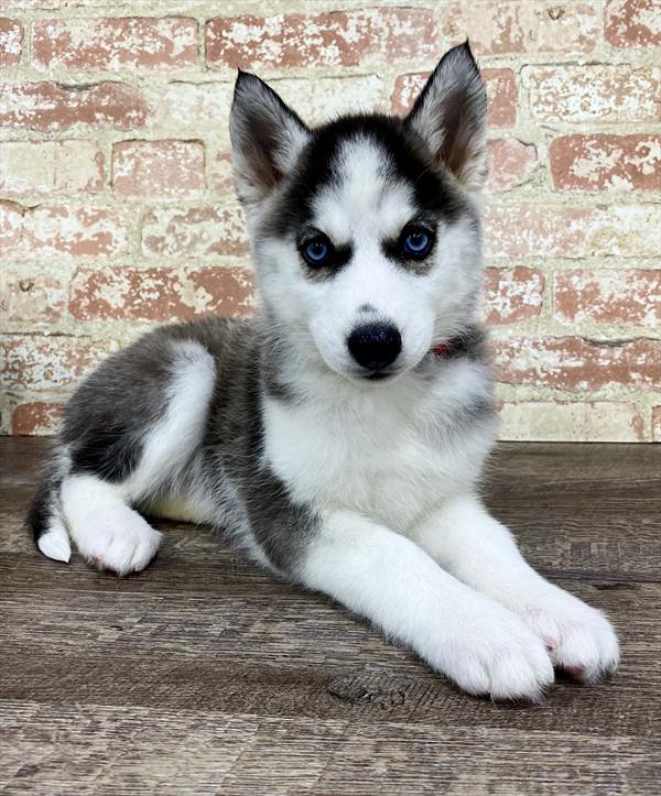 Siberian Husky-DOG-Female-Black / White-5355-Petland Monroeville, PA