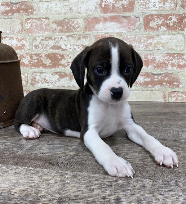 Boggle-DOG-Male-Black Brindle / White-5356-Petland Monroeville, PA