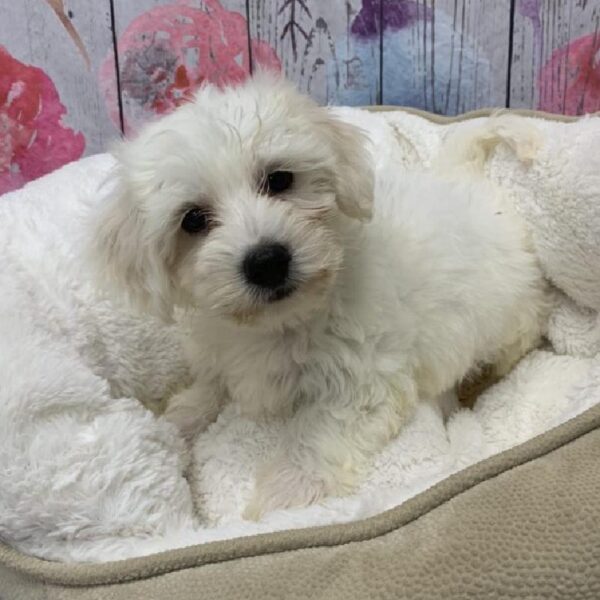 Coton De Tulear-DOG-Male-White-5382-Petland Monroeville, PA
