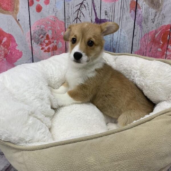 Pembroke Welsh Corgi-DOG-Female-Red-5384-Petland Monroeville, PA