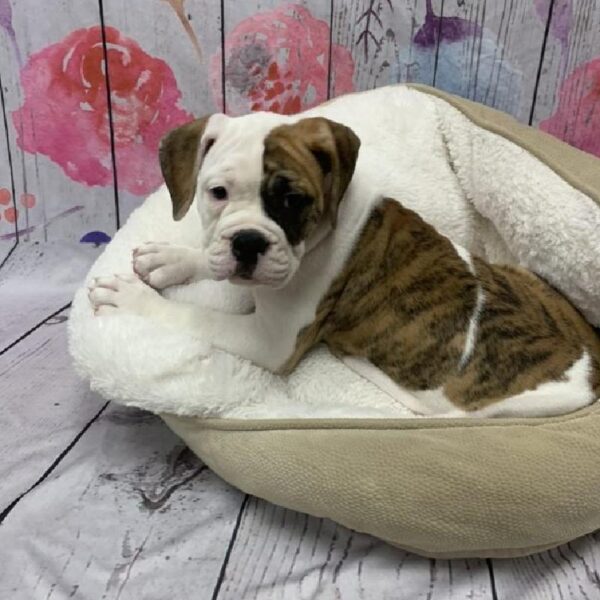 Old English Bulldog-DOG-Female-Red Brindle and White-5383-Petland Monroeville, PA