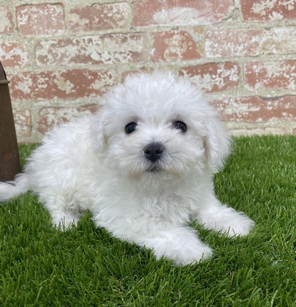 Bichon-DOG-Male-White-5386-Petland Monroeville, PA