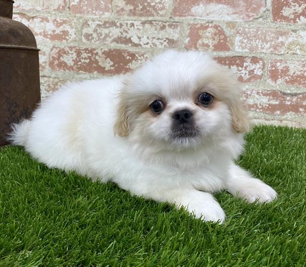 Pekingese-DOG-Male-Cream-5387-Petland Monroeville, PA