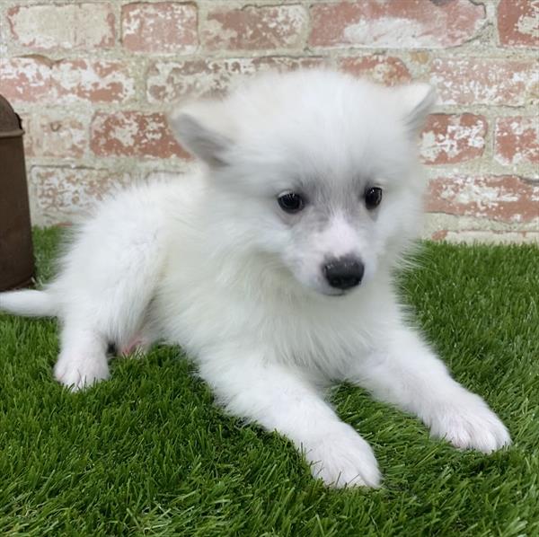 American Eskimo-DOG-Male-White-5388-Petland Monroeville, PA