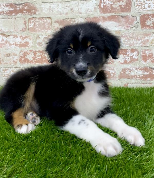 Australian Shepherd-DOG-Male-Black-5389-Petland Monroeville, PA