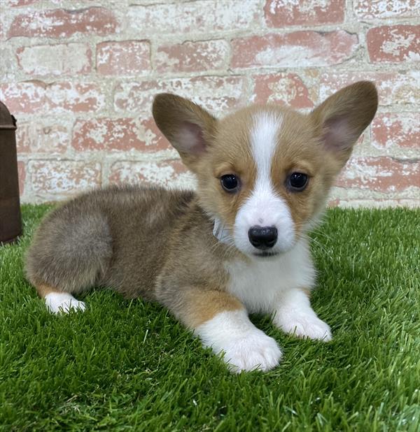 Pembroke Welsh Corgi-DOG-Male-Sable / White-5390-Petland Monroeville, PA