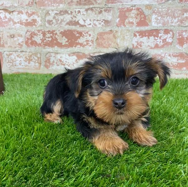 Yorkie-DOG-Male-Black / Tan-5391-Petland Monroeville, PA