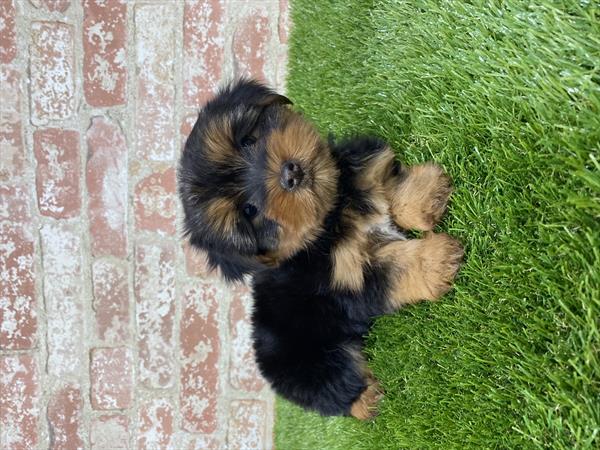 Yorkie-DOG-Female-Black / Tan-5392-Petland Monroeville, PA