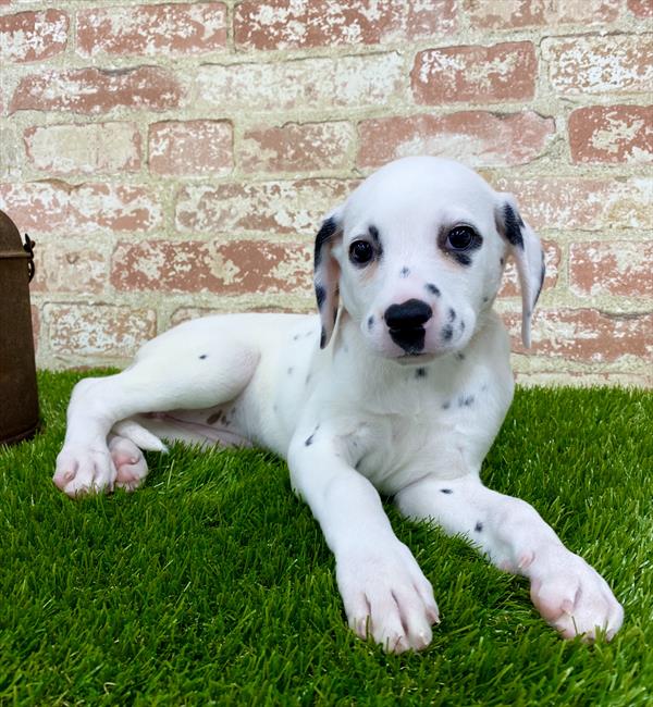 Dalmatian-DOG-Female-White-5393-Petland Monroeville, PA