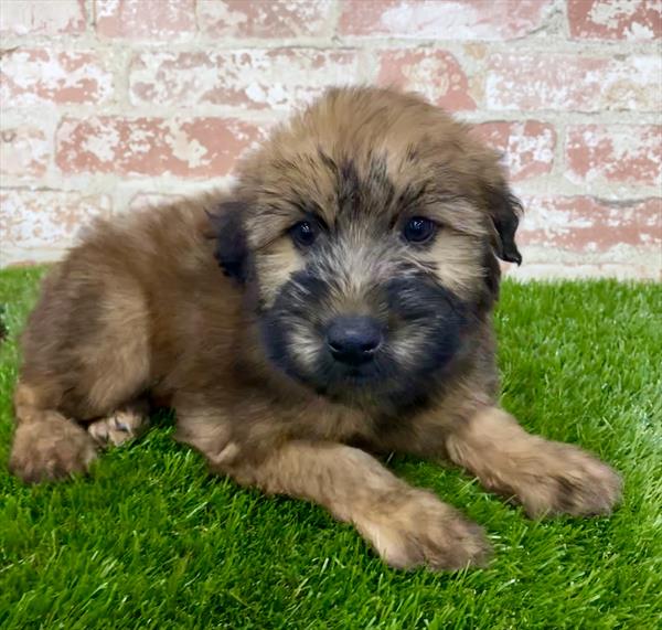 Soft Coated Wheaten Terrier-DOG-Male-Wheaten-5394-Petland Monroeville, PA