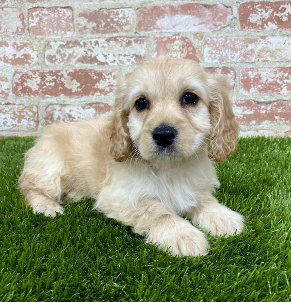 Cockapoo-DOG-Female-Buff-5395-Petland Monroeville, PA