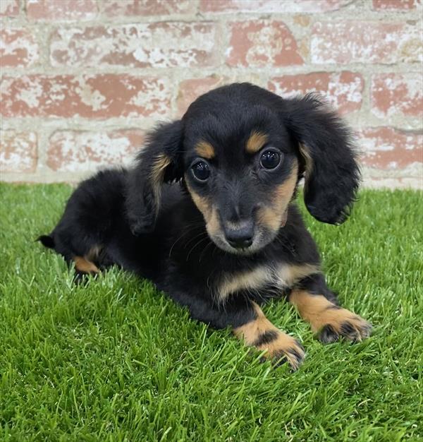 Dachshund-DOG-Female-Black / Tan-5397-Petland Monroeville, PA