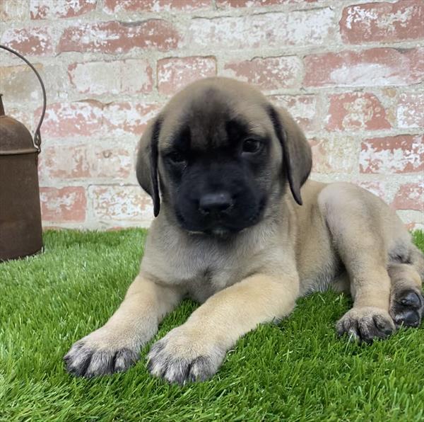 English Mastiff-DOG-Female-Fawn-5398-Petland Monroeville, PA