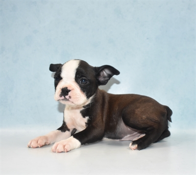 Boston Terrier-DOG-Female-Black and White-5417-Petland Monroeville, PA