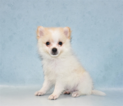 Pomeranian-DOG-Male-Cream-5418-Petland Monroeville, PA