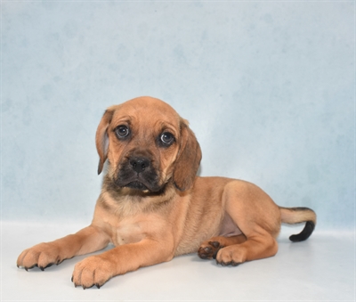 Puggle-DOG-Male-Fawn-5419-Petland Monroeville, PA
