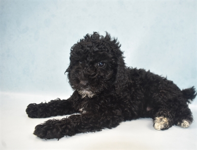 Poodle-DOG-Male-Black-5420-Petland Monroeville, PA