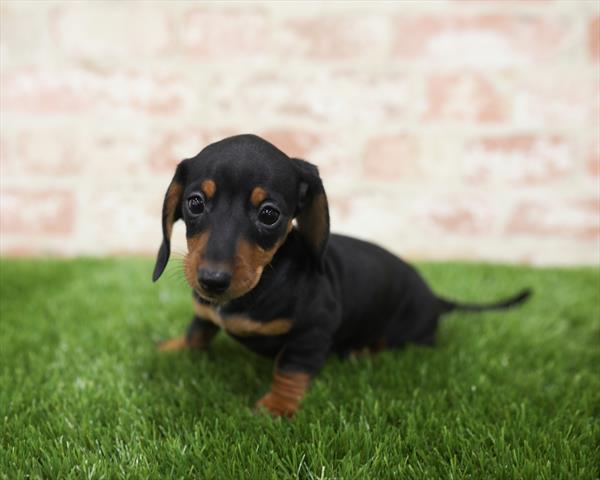 Dachshund-DOG-Female-Black / Tan-5421-Petland Monroeville, PA