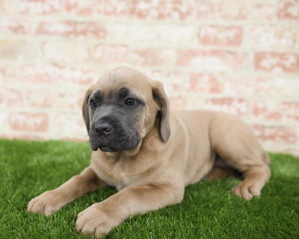 Cane Corso-DOG-Female-Blue Fawn-5422-Petland Monroeville, PA